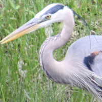 Photograph of a Great Blue Heron, taken from my back yard.